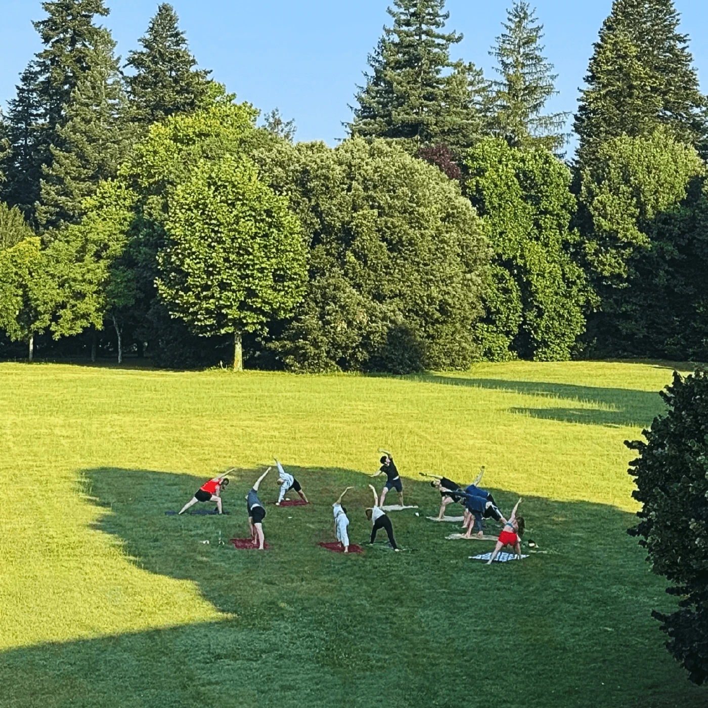 Das Team beim Yoga auf einer großen Wiese vor hohen Bäumen