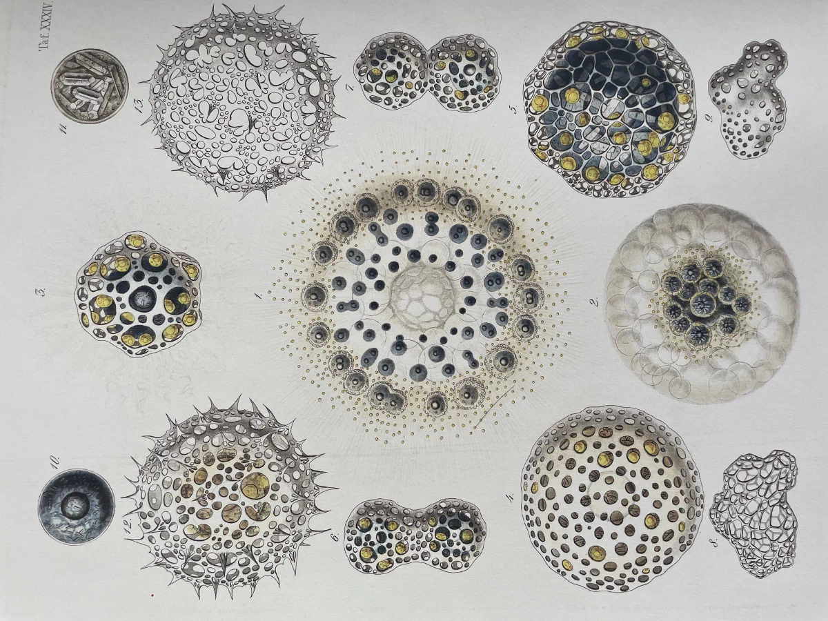 Haeckel specimen